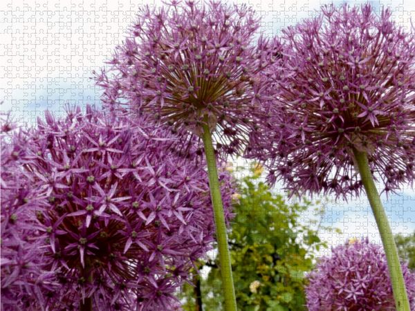 Produktbild: CALVENDO Puzzle Mein Lila Traum...... 1000 Teile Lege-Gr&ouml;&szlig;e 64 x 48 cm Foto-Puzzle Bild von Sven Herkenrath