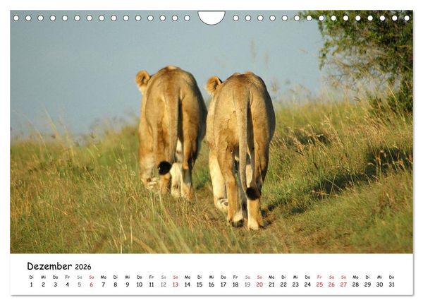 Produktbild: L&ouml;wen Impressionen (Wandkalender 2026 DIN A4 quer), CALVENDO Monatskalender