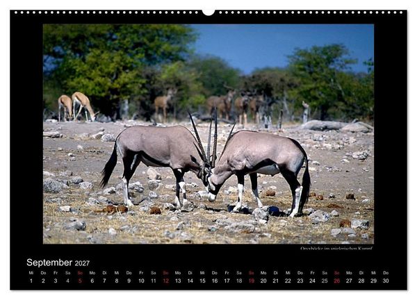 Produktbild: Wildtiere im Etosha Nationalpark (Wandkalender 2027 DIN A2 quer), CALVENDO Monatskalender