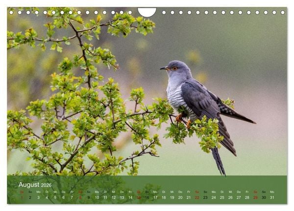 Produktbild: Kuckuck,Kuckuck,rufts aus dem Wald (Wandkalender 2026 DIN A4 quer), CALVENDO Monatskalender