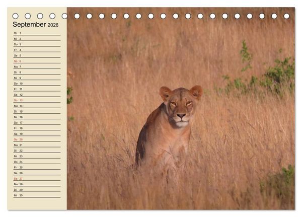 Produktbild: L&ouml;wen in freier Wildbahn (Tischkalender 2026 DIN A5 quer), CALVENDO Monatskalender