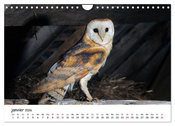 Produktbild: La vie des chouettes, les dames de la nuit (Calendrier mural 2026 DIN A4 vertical), CALVENDO calendrier mensuel