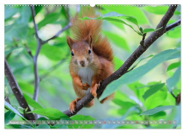 Produktbild: Eichh&ouml;rnchen am Fenster (Wandkalender 2026 DIN A2 quer), CALVENDO Monatskalender