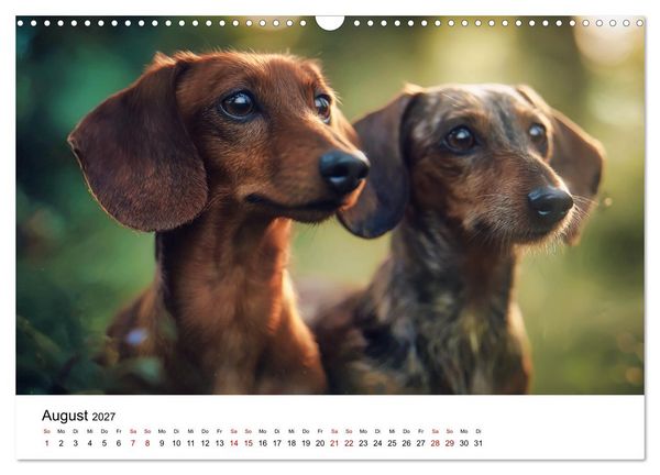 Produktbild: Herzensbrecher - Ein Jahr mit Dackeln (Wandkalender 2027 DIN A3 quer), CALVENDO Monatskalender