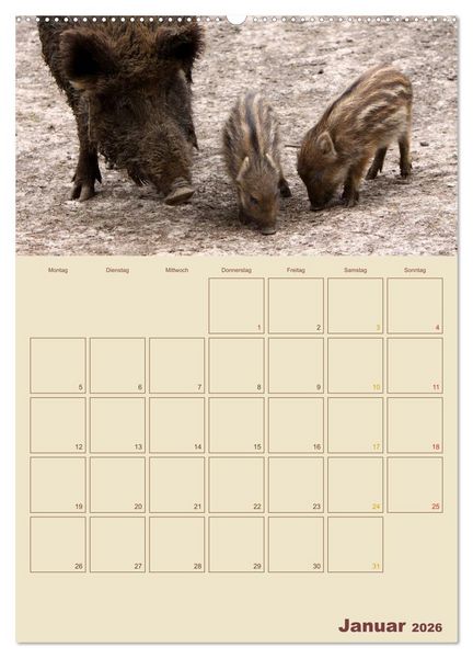 Produktbild: Wildschweine (hochwertiger Premium Wandkalender 2026 DIN A2 hoch), Kunstdruck in Hochglanz