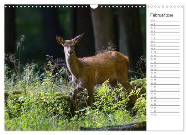 Produktbild: Emotionale Momente: Hirschbrunft. Part II. (Wandkalender 2026 DIN A3 quer), CALVENDO Monatskalender
