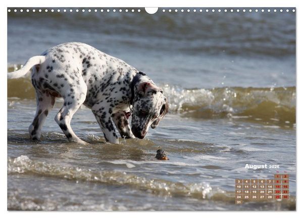 Produktbild: Ein Dalmatiner und ein Beagle - Auf der maritimen Jagd nach dem weltbesten Stock (Wandkalender 2026 DIN A3 quer), CALVENDO Monatskalender