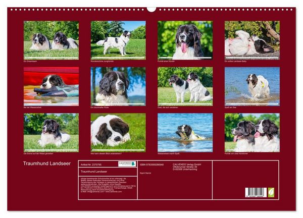 Produktbild: Traumhund Landseer (Wandkalender 2027 DIN A2 quer), CALVENDO Monatskalender