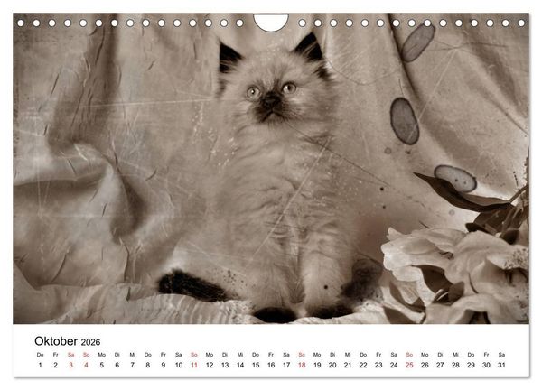 Produktbild: Oma's Katzenkalender 2026 (Wandkalender 2026 DIN A4 quer), CALVENDO Monatskalender