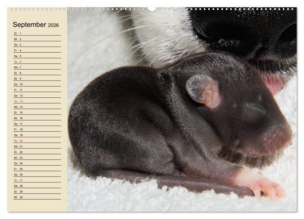 Produktbild: Ratten. Gelehrige Haustiere (Wandkalender 2026 DIN A2 quer), CALVENDO Monatskalender