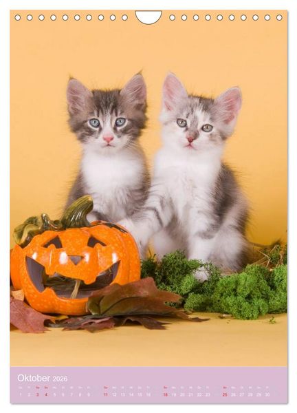 Produktbild: Tierkinder Hunde und Katzen (Wandkalender 2026 DIN A4 hoch), CALVENDO Monatskalender