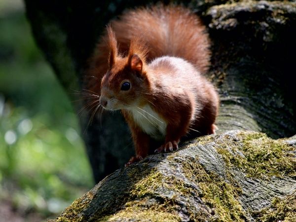 Produktbild: CALVENDO Puzzle Eichh&ouml;rnchen im Licht | 1000 Teile Lege-Gr&ouml;&szlig;e 64x48cm Foto-Puzzle f&uuml;r gl&uuml;ckliche Stunden