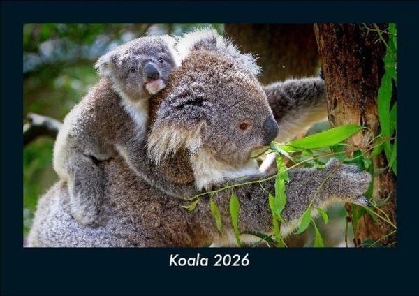 Koala 2026 Fotokalender DIN A5