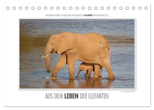 Emotionale Momente: Aus dem Leben der Elefanten. / CH-Version (Tischkalender 2024 DIN A5 quer), CALVENDO Monatskalender