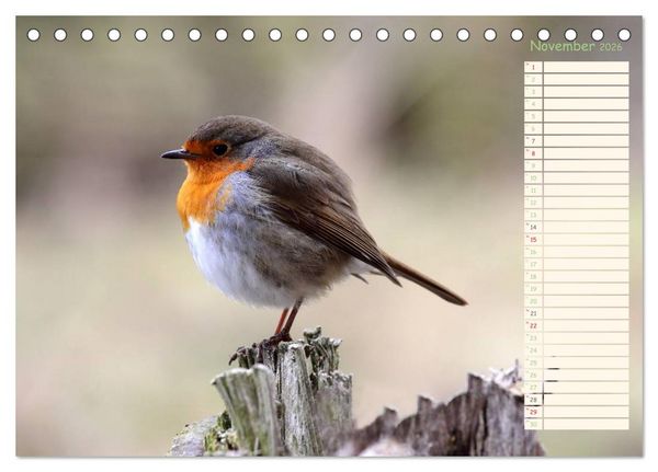 Produktbild: Gefiederte Sch&ouml;nheiten - Das Rotkehlchen / Planer (Tischkalender 2026 DIN A5 quer), CALVENDO Monatskalender