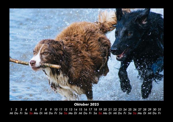 Produktbild: Hunde 2025 Fotokalender DIN A3