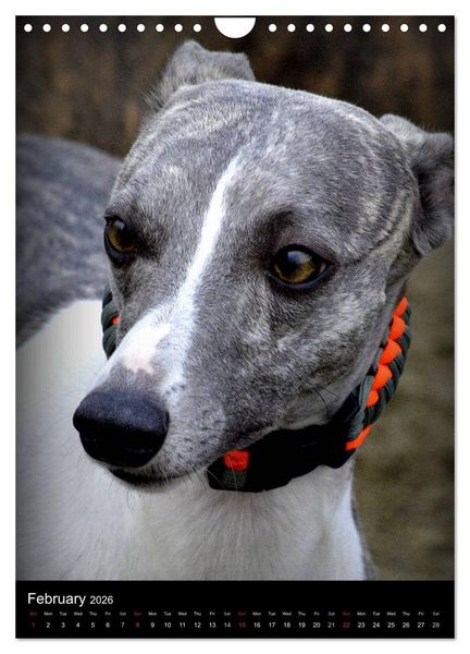 Produktbild: Beautiful Whippets (Wall Calendar 2026 DIN A4 portrait), CALVENDO 12 Month Wall Calendar