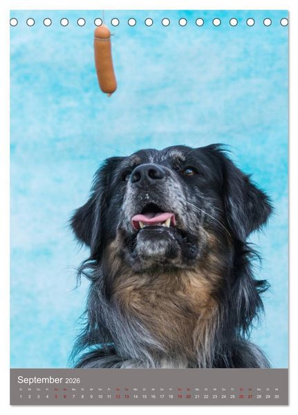 Produktbild: Hundegesichter beim W&uuml;rstchenschnappen (Tischkalender 2026 DIN A5 hoch), CALVENDO Monatskalender