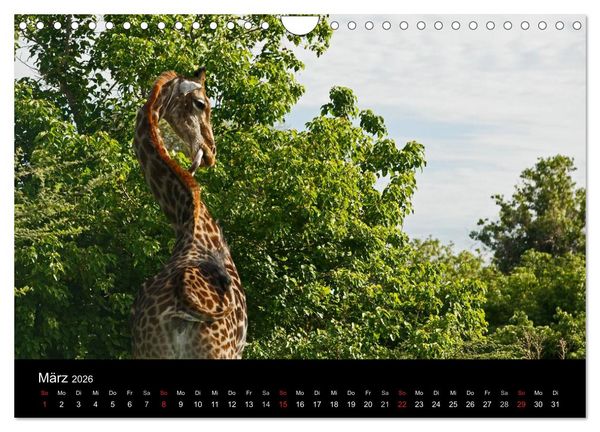 Produktbild: Giraffen &ndash; Faszination der Wildnis (Wandkalender 2026 DIN A4 quer), CALVENDO Monatskalender