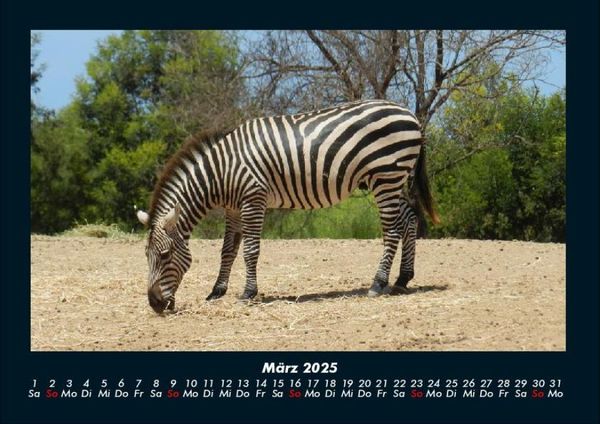 Produktbild: Zebrazauber 2025 Fotokalender DIN A4