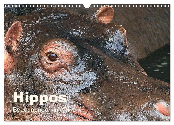 Hippos - Begegnungen in Afrika (Wandkalender 2026 DIN A3 quer), CALVENDO Monatskalender