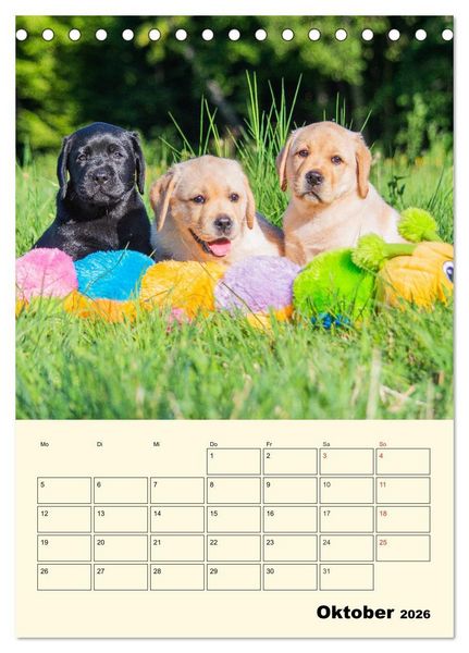 Produktbild: Familienplaner - Labrador Welpen entdecken die Welt (Tischkalender 2026 DIN A5 hoch), CALVENDO Monatskalender