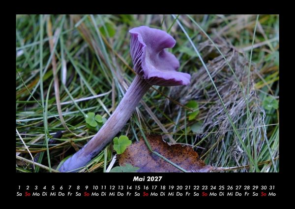 Produktbild: Pilzkalender 2027 Fotokalender DIN A3
