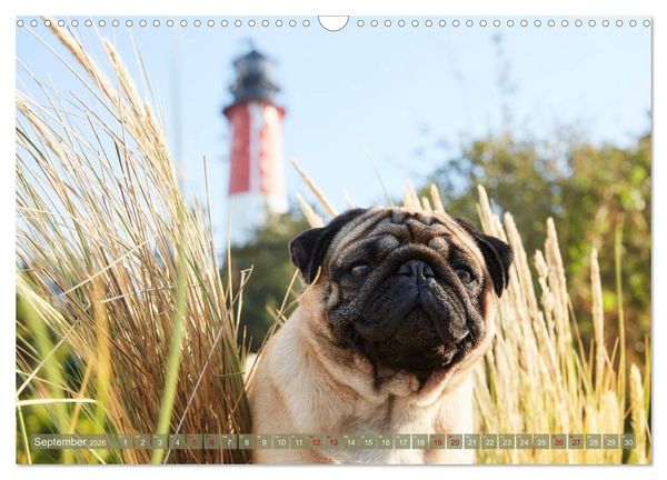 Produktbild: Sylt - Insel der M&ouml;pse (Wandkalender 2026 DIN A3 quer), CALVENDO Monatskalender