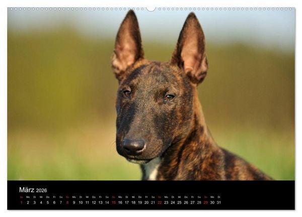 Produktbild: Bullterrier 2026 - Kleine Clowns mit gro&szlig;em Herz (hochwertiger Premium Wandkalender 2026 DIN A2 quer), Kunstdruck in Hochglanz