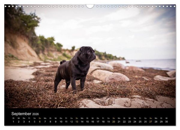 Produktbild: Diesel, der schwarze Mops (Wandkalender 2026 DIN A3 quer), CALVENDO Monatskalender