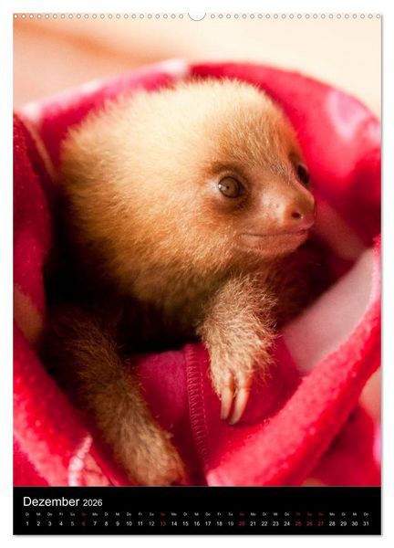 Produktbild: Tiere - Animals (hochwertiger Premium Wandkalender 2026 DIN A2 hoch), Kunstdruck in Hochglanz
