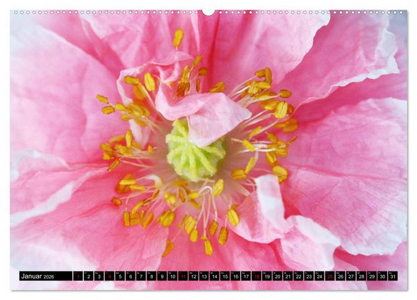 Produktbild: Mohnbl&uuml;ten-Portr&auml;ts (Wandkalender 2026 DIN A2 quer), CALVENDO Monatskalender