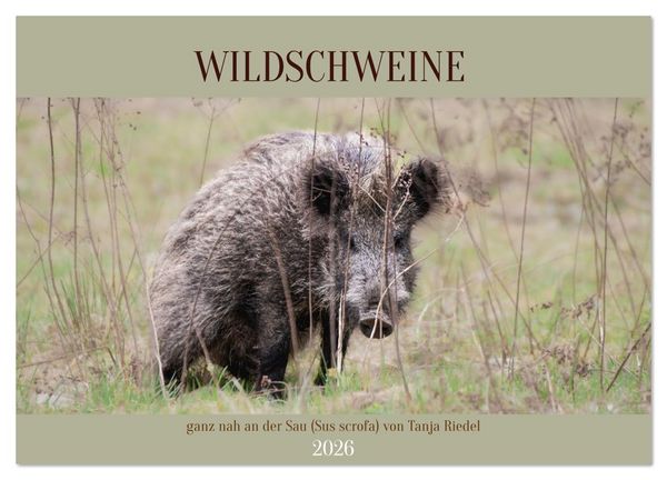Wildschweine ganz nah an der Sau (Sus scrofa) von Tanja Riedel (Wandkalender 2026 DIN A2 quer), CALVENDO Monatskalender
