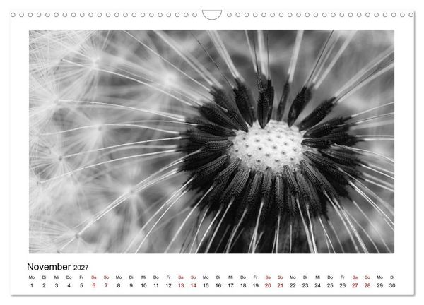 Produktbild: Die grafische Sch&ouml;nheit der Pflanzen &ndash; Schwarz-Wei&szlig; (Wandkalender 2027 DIN A3 quer), CALVENDO Monatskalender