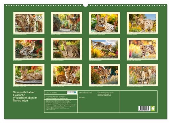 Produktbild: Savannah Katzen. Exotische Wildsch&ouml;nheiten im Naturgarten (Wandkalender 2026 DIN A2 quer), CALVENDO Monatskalender