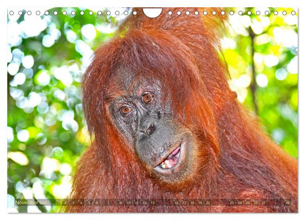 Produktbild: Orang Utans Sumatras Waldmenschen (Wandkalender 2026 DIN A4 quer), CALVENDO Monatskalender