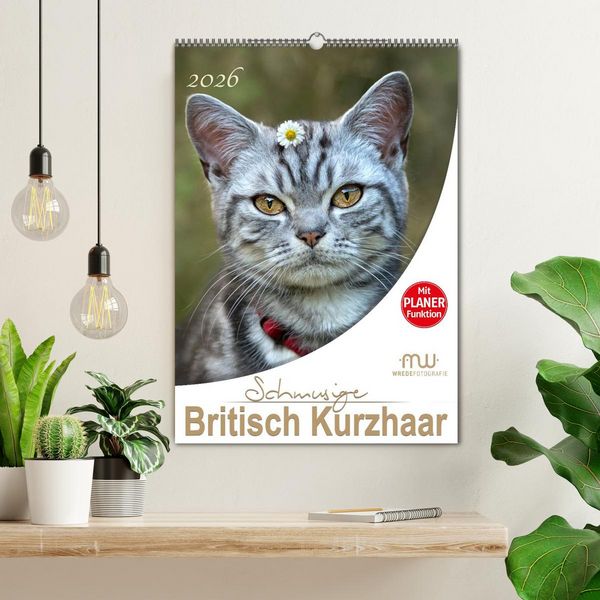 Produktbild: Schmusige Britisch Kurzhaar (Wandkalender 2026 DIN A2 hoch), CALVENDO Monatskalender