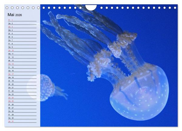 Produktbild: Quallen. Die Welt der Medusen (Wandkalender 2026 DIN A4 quer), CALVENDO Monatskalender