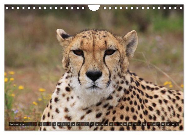Produktbild: Raubkatzen. Wild, sch&ouml;n und kraftvoll (Wandkalender 2026 DIN A4 quer), CALVENDO Monatskalender