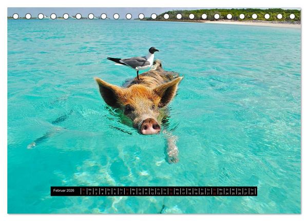 Produktbild: Schweinereien (Tischkalender 2026 DIN A5 quer), CALVENDO Monatskalender