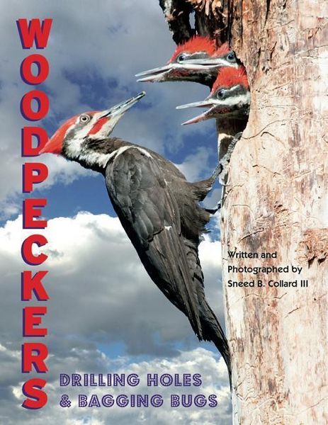 Produktbild: Woodpeckers: Drilling Holes and Bagging Bugs