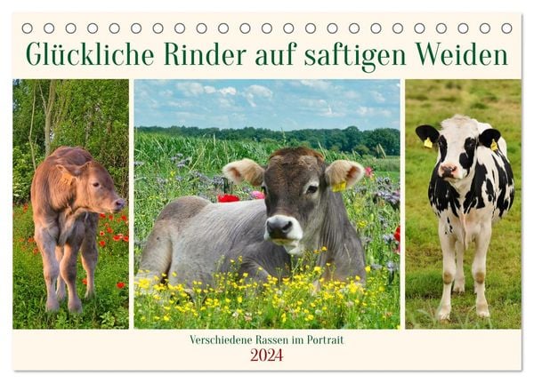 Glückliche Rinder auf saftigen Weiden (Tischkalender 2024 DIN A5 quer), CALVENDO Monatskalender