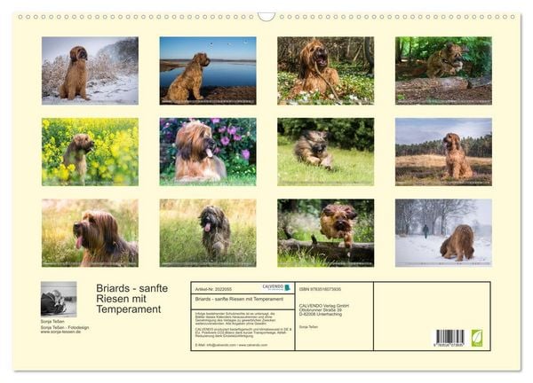Produktbild: Briards - sanfte Riesen mit Temperament (Wandkalender 2026 DIN A2 quer), CALVENDO Monatskalender