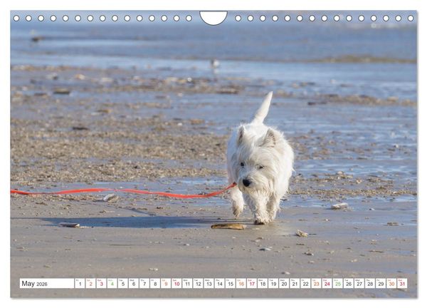 Produktbild: West Highland White Terrier - Your charming companion (Wall Calendar 2026 DIN A4 landscape), CALVENDO 12 Month Wall Calendar
