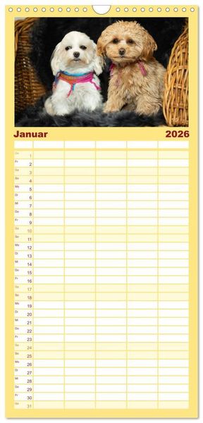 Produktbild: Familienplaner 2026 - Maltipoo - Malteser -Pudel mit 5 Spalten (Wandkalender, 21 x 45 cm) CALVENDO