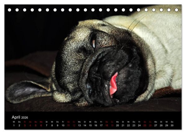 Produktbild: Alles Mops-Kalender 2026 (Tischkalender 2026 DIN A5 quer), CALVENDO Monatskalender