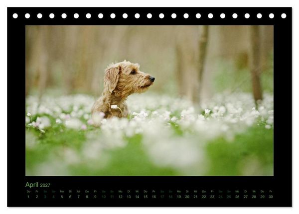 Produktbild: Elli Pirelli... aus dem Leben eines fr&ouml;hlichen Pinscher-Dackel-M&auml;dels (Tischkalender 2027 DIN A5 quer), CALVENDO Monatskalender