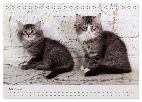 Produktbild: Verspielte Ragdolls - Sanfte Katzen in seidigem Haarkleid (Tischkalender 2026 DIN A5 quer), CALVENDO Monatskalender