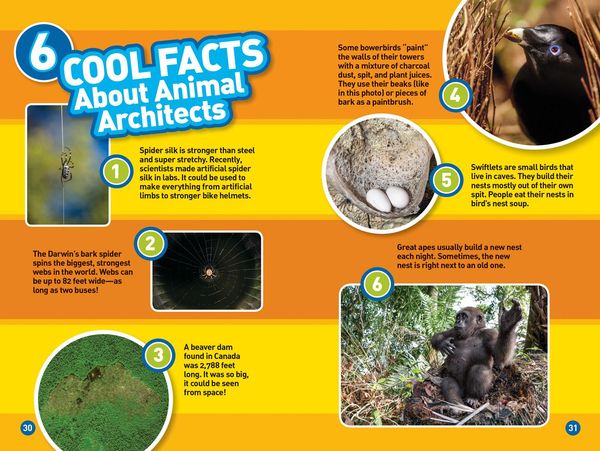 Produktbild: Animal Architects (National Geographic Kids Readers, Level 3)
