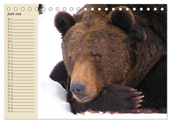 Produktbild: B&auml;ren (Tischkalender 2026 DIN A5 quer), CALVENDO Monatskalender